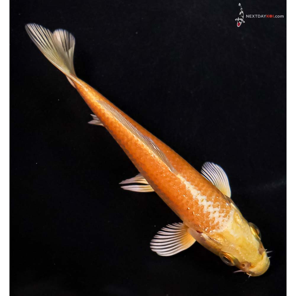 4.5” Imported Yamabuki Ogon