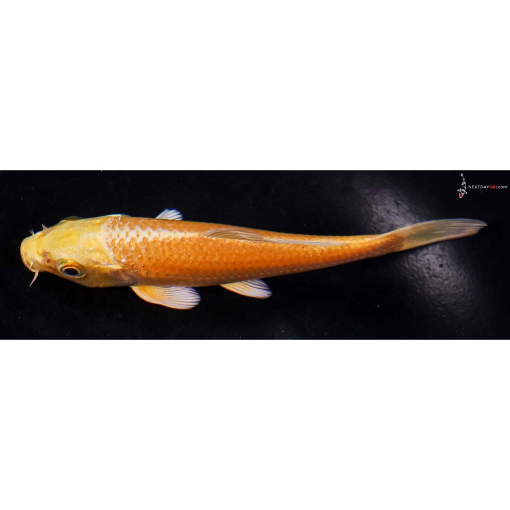 4.5” Imported Yamabuki Ogon