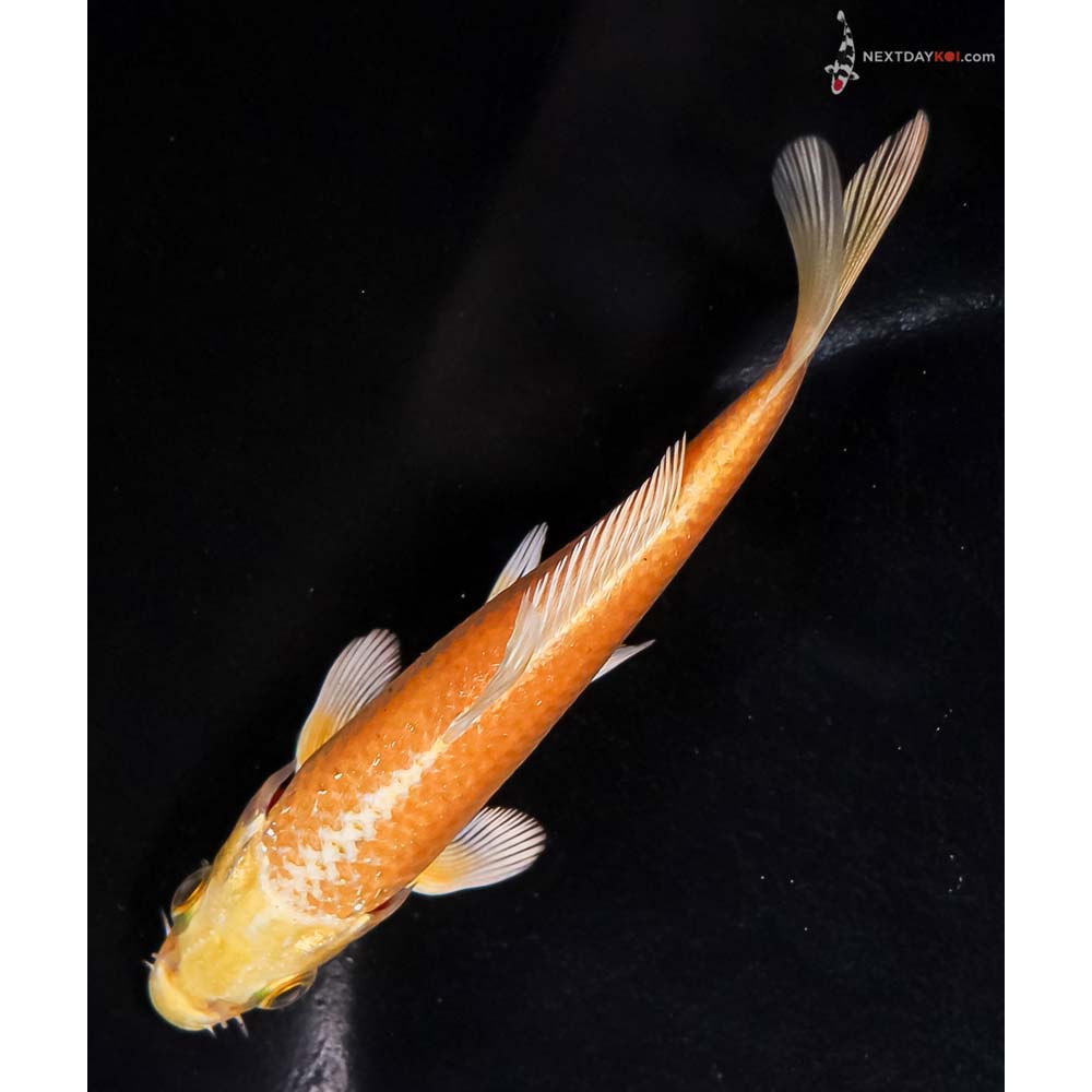 4.5” Imported Yamabuki Ogon