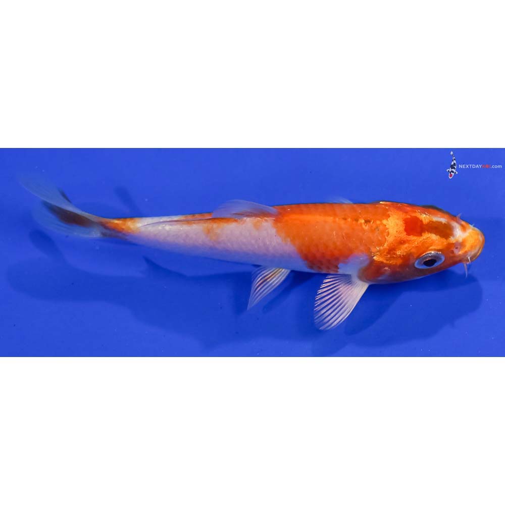 4.5” Imported Hariwake