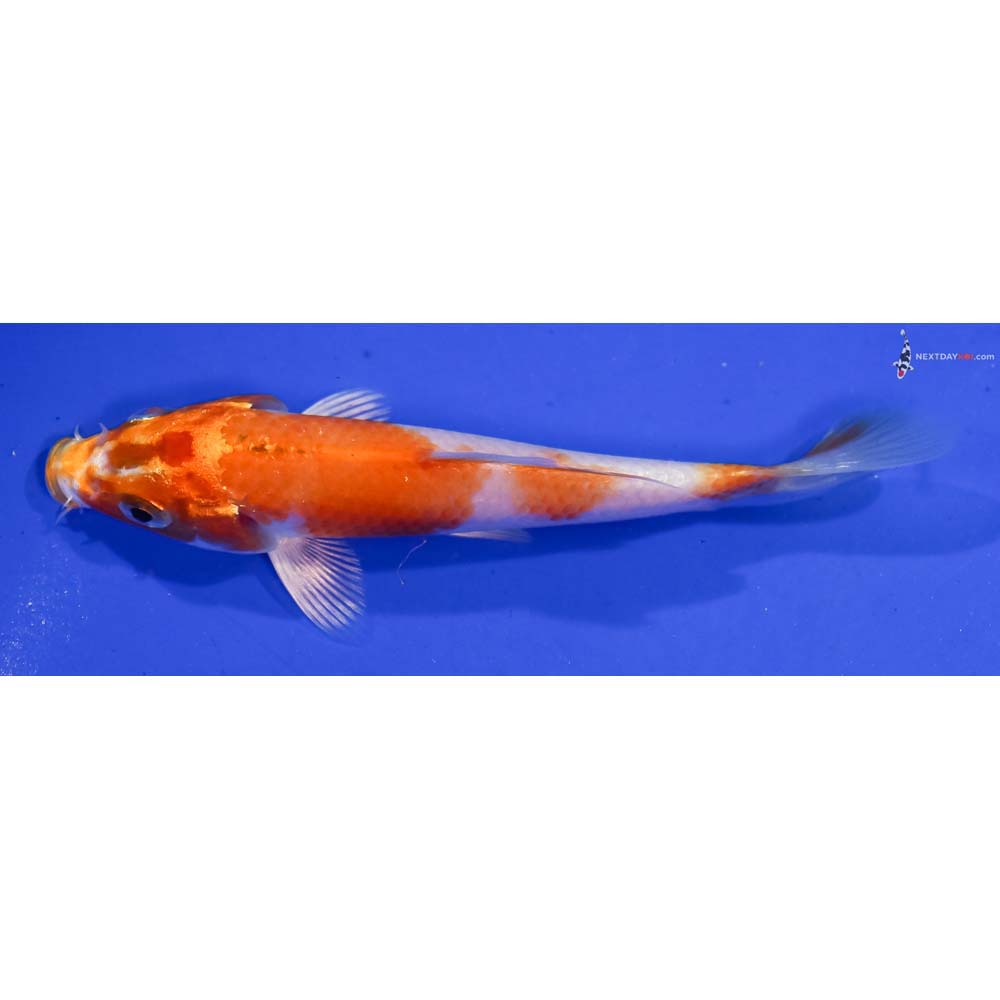 4.5” Imported Hariwake