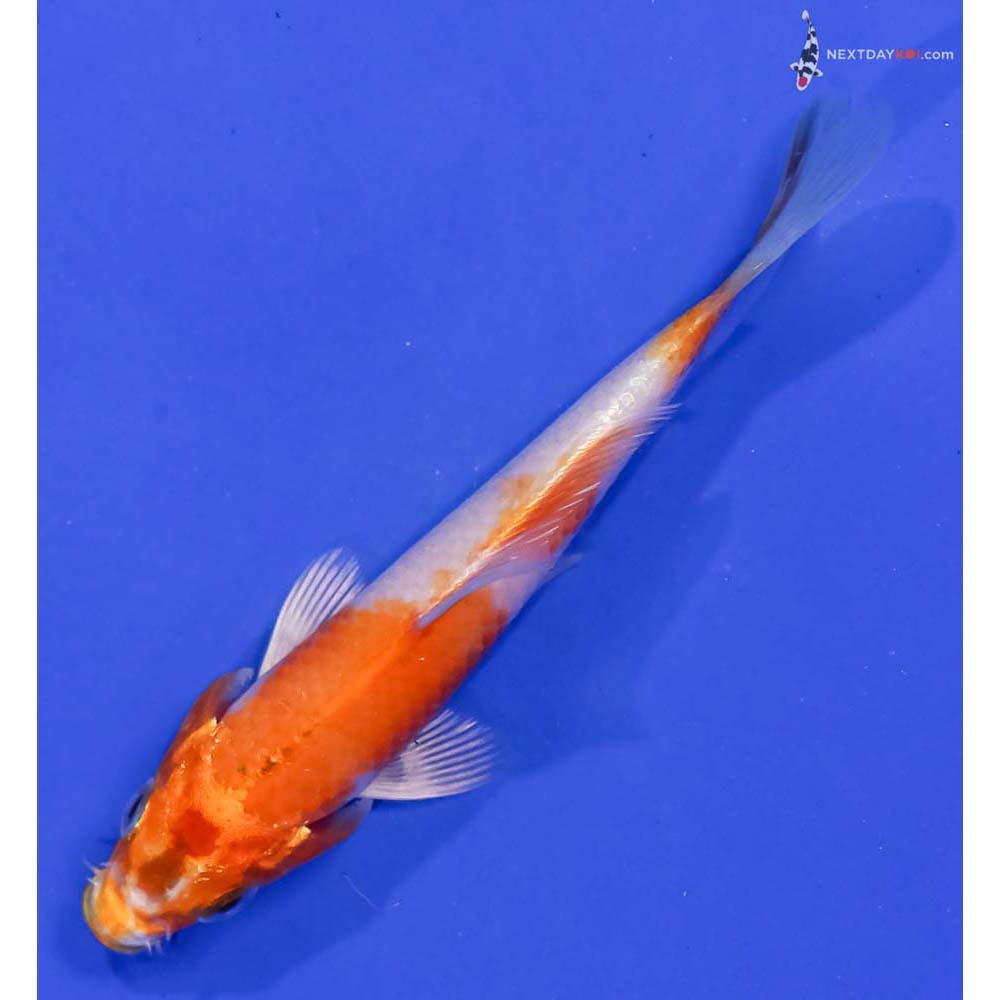 4.5” Imported Hariwake