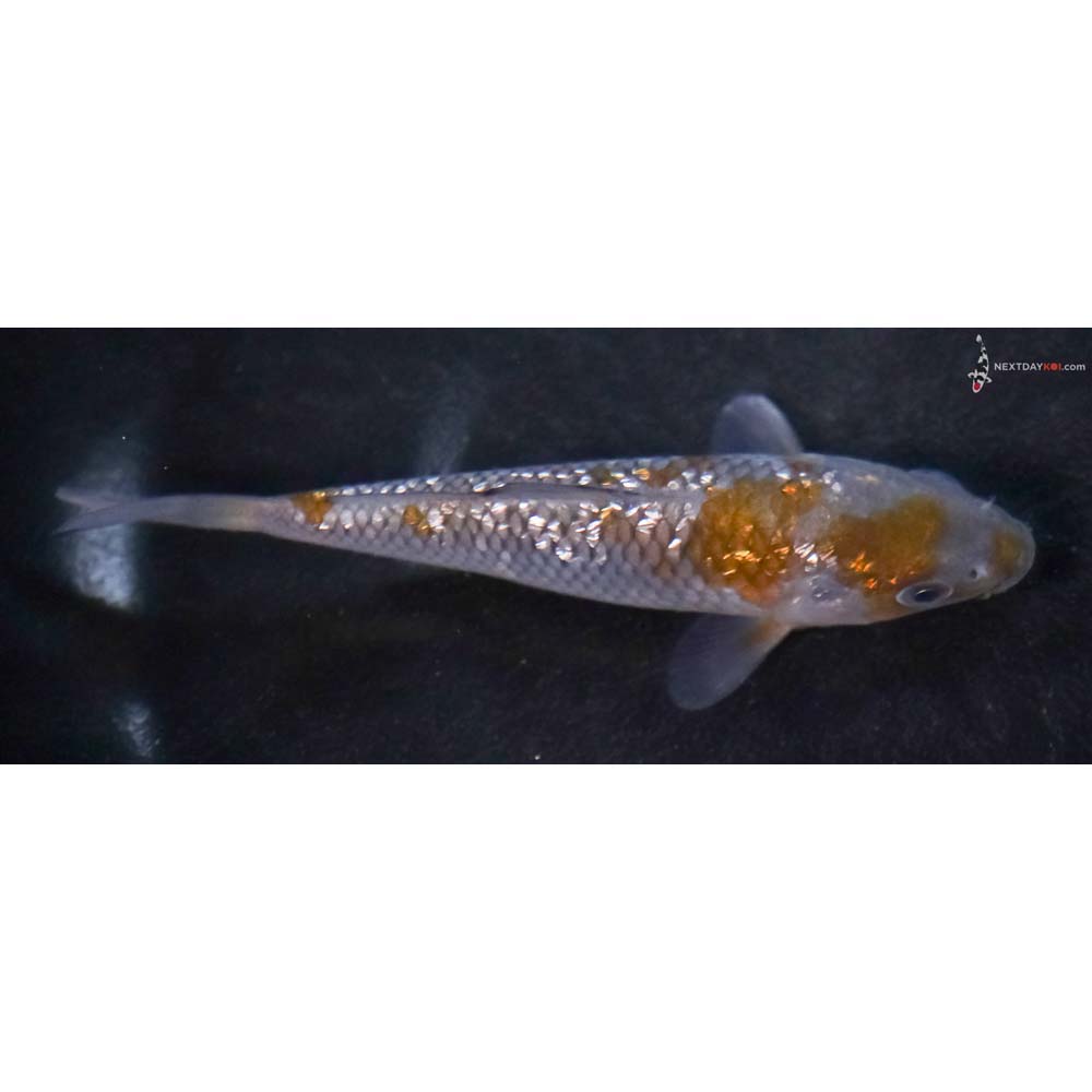 4.5” Imported Gin Rin Ochiba Shigure
