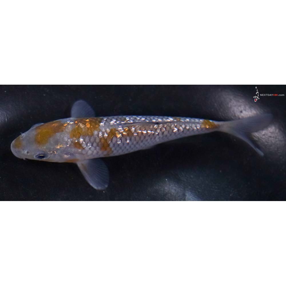 4.5” Imported Gin Rin Ochiba Shigure