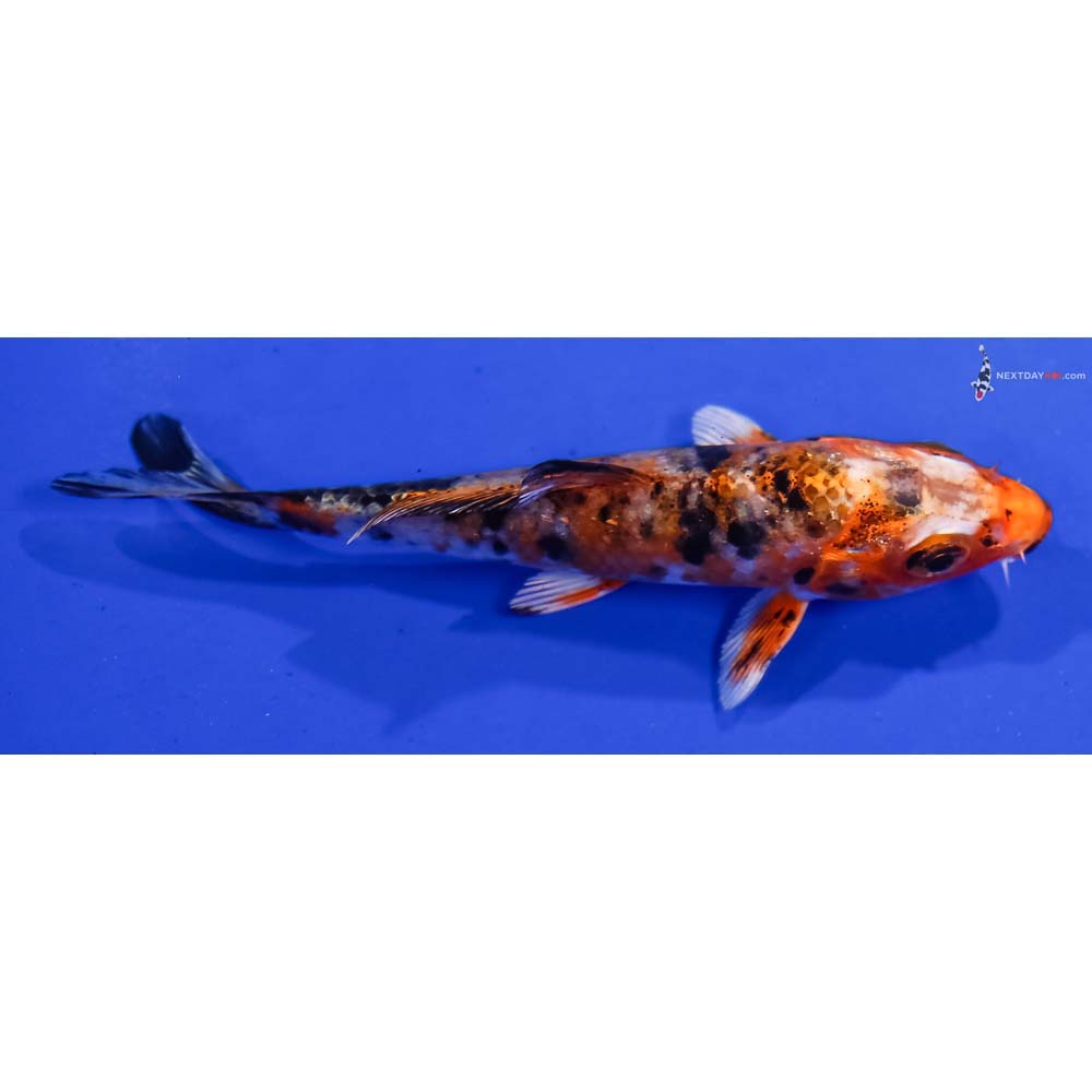 4” Imported Yamato Nishiki