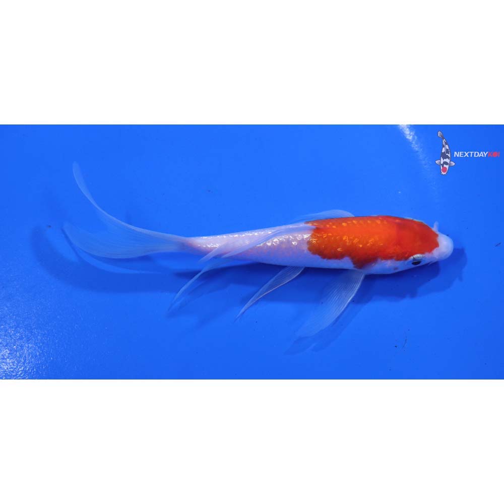 5” Imported Gin Rin Kohaku Butterfly Koi