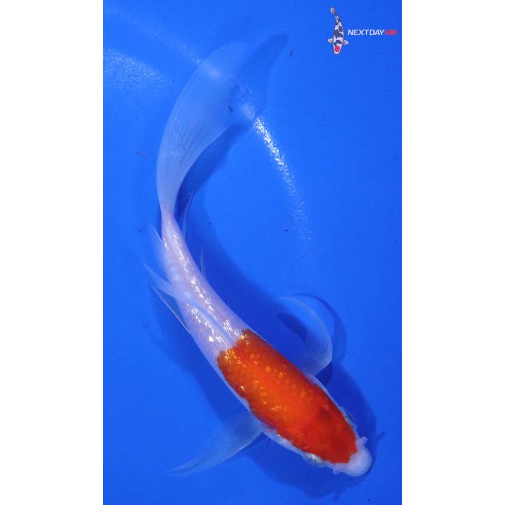 5” Imported Gin Rin Kohaku Butterfly Koi