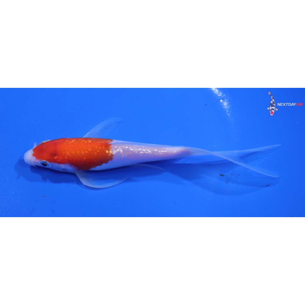 5” Imported Gin Rin Kohaku Butterfly Koi