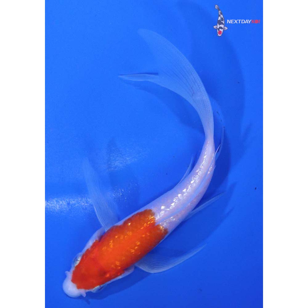 5” Imported Gin Rin Kohaku Butterfly Koi