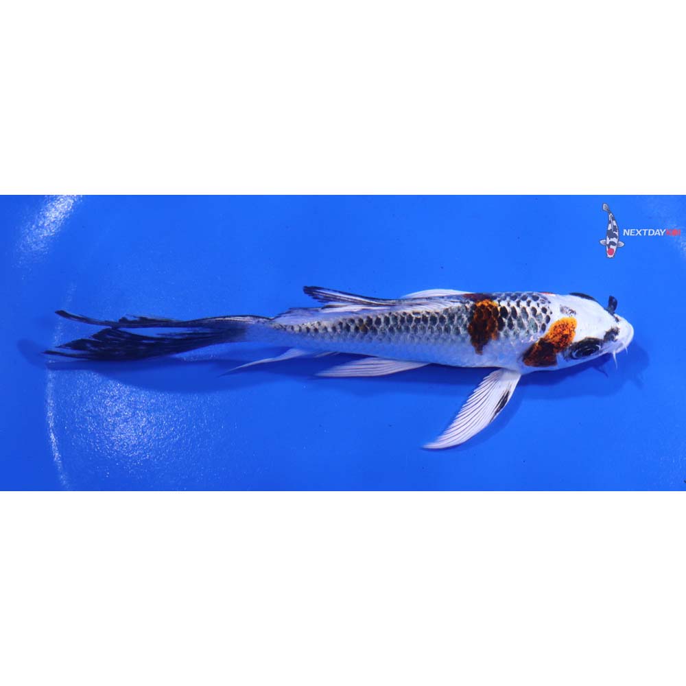 5” Imported Kujaku Butterfly Koi