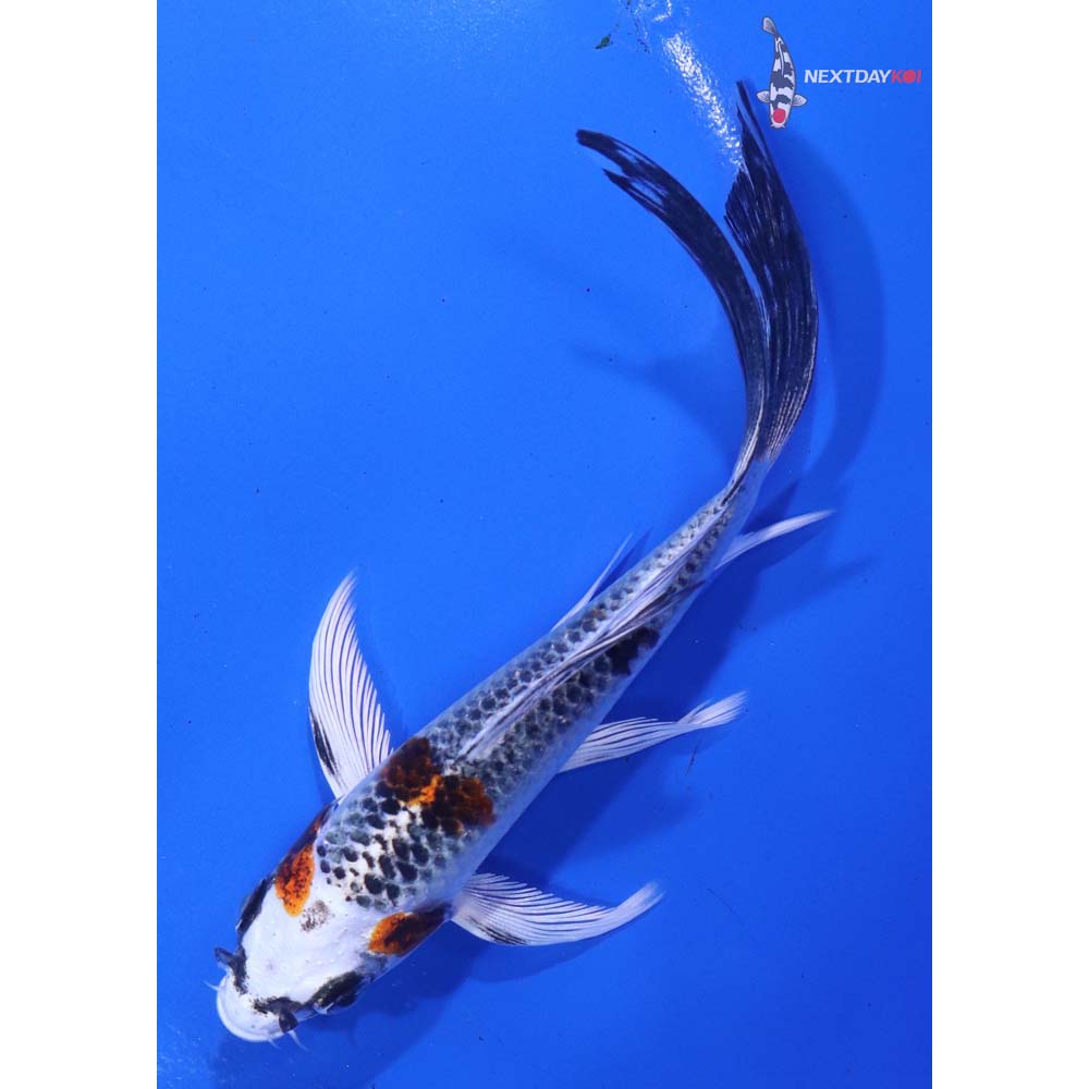 5” Imported Kujaku Butterfly Koi