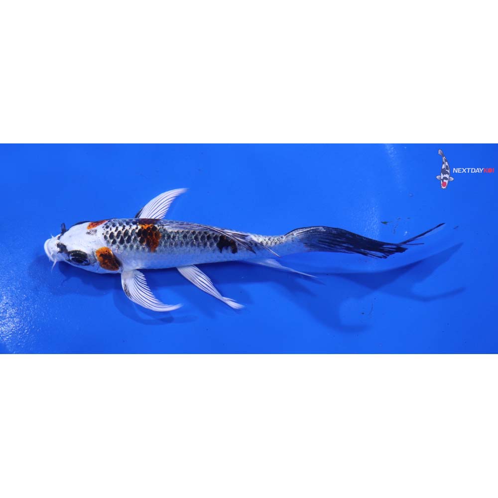 5” Imported Kujaku Butterfly Koi