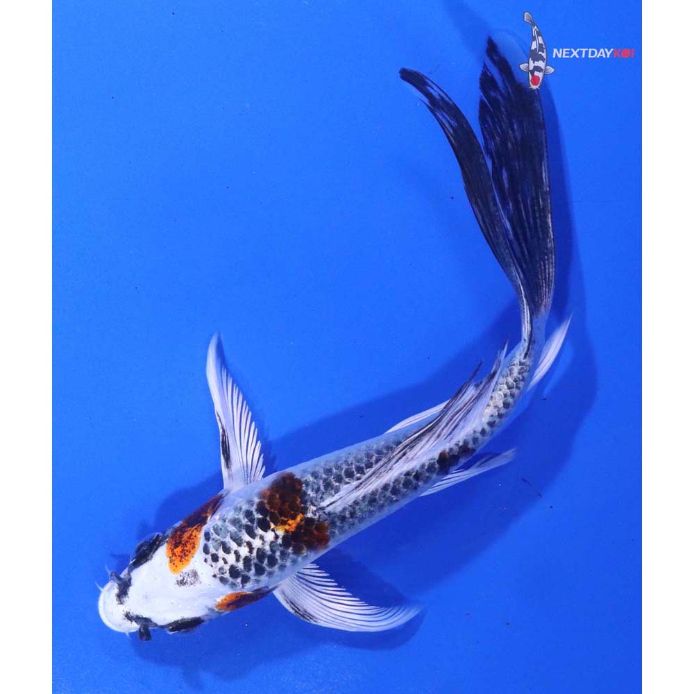 5” Imported Kujaku Butterfly Koi