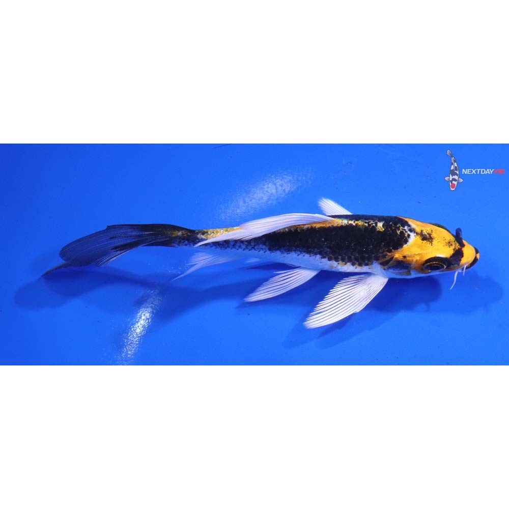 5” Imported Kujaku Butterfly Koi