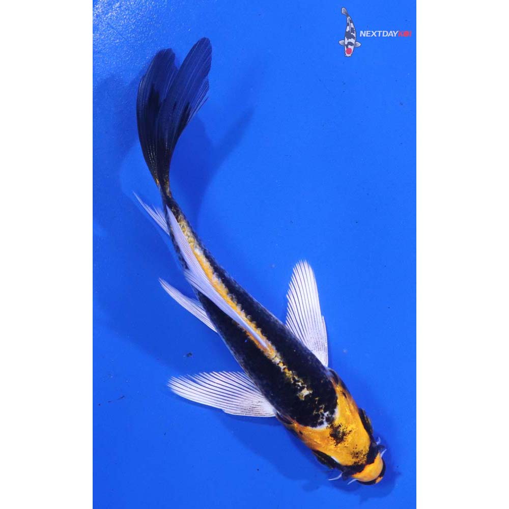 5” Imported Kujaku Butterfly Koi