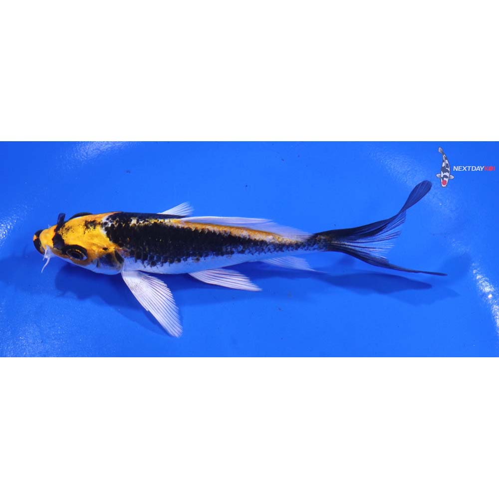 5” Imported Kujaku Butterfly Koi