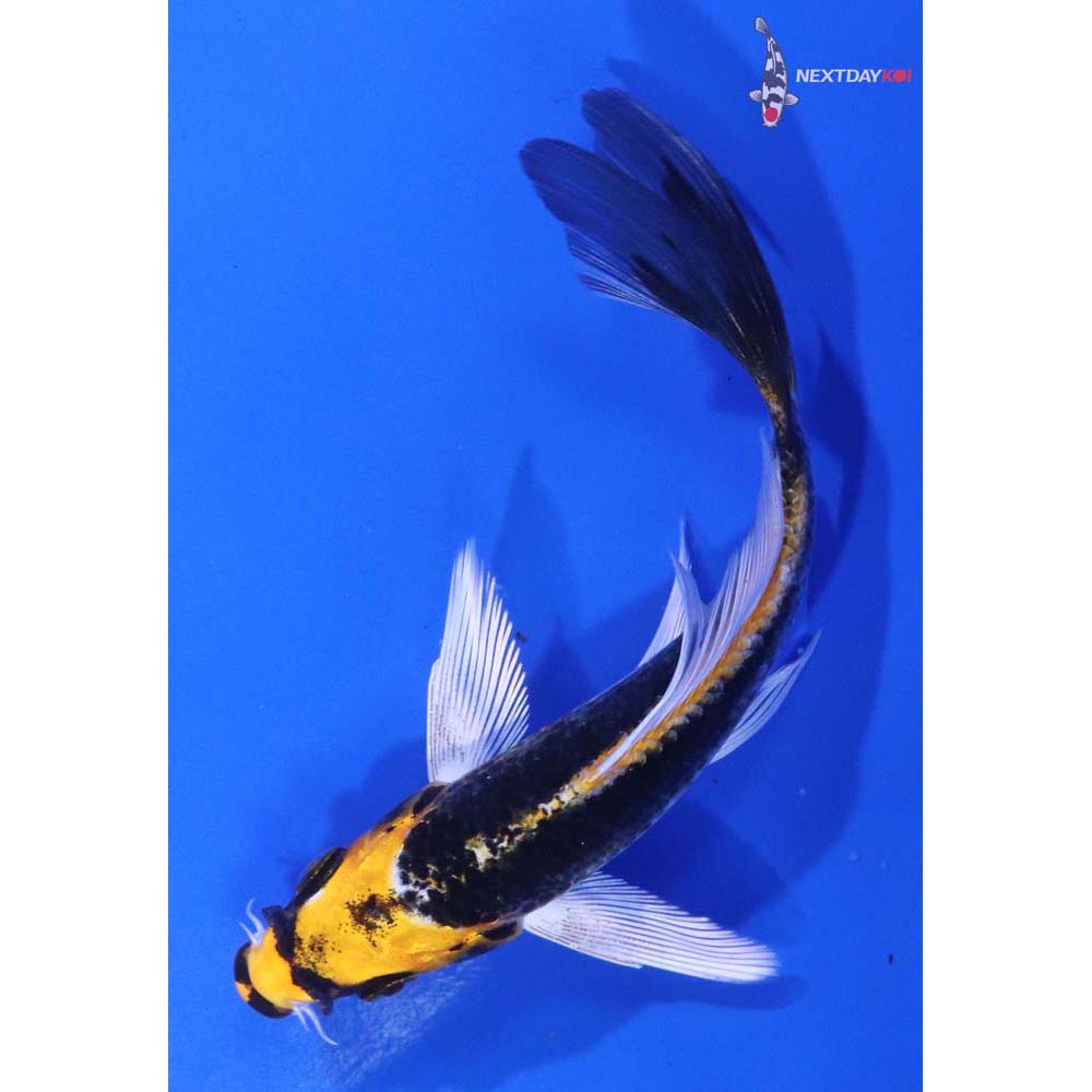5” Imported Kujaku Butterfly Koi