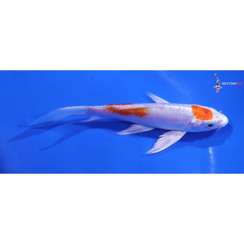 5” Imported Kikusui Butterfly Koi