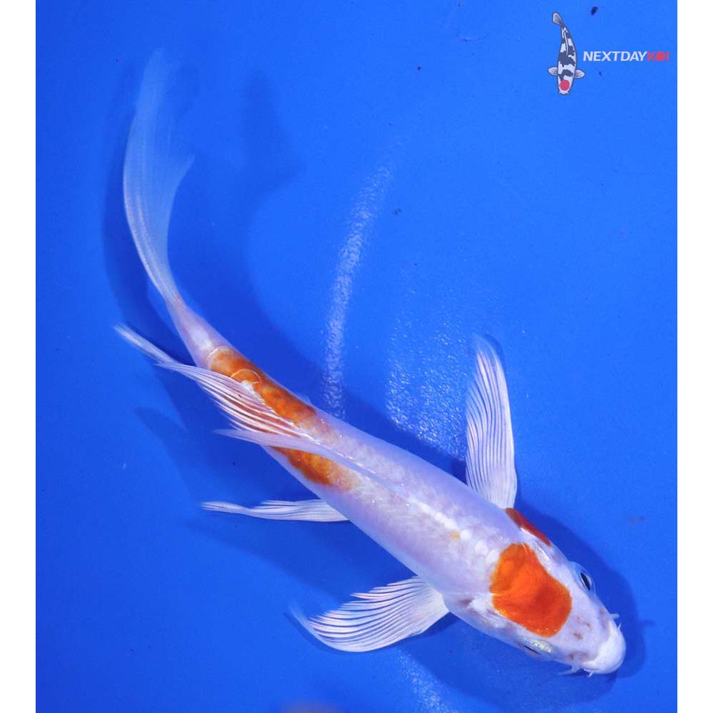 5” Imported Kikusui Butterfly Koi