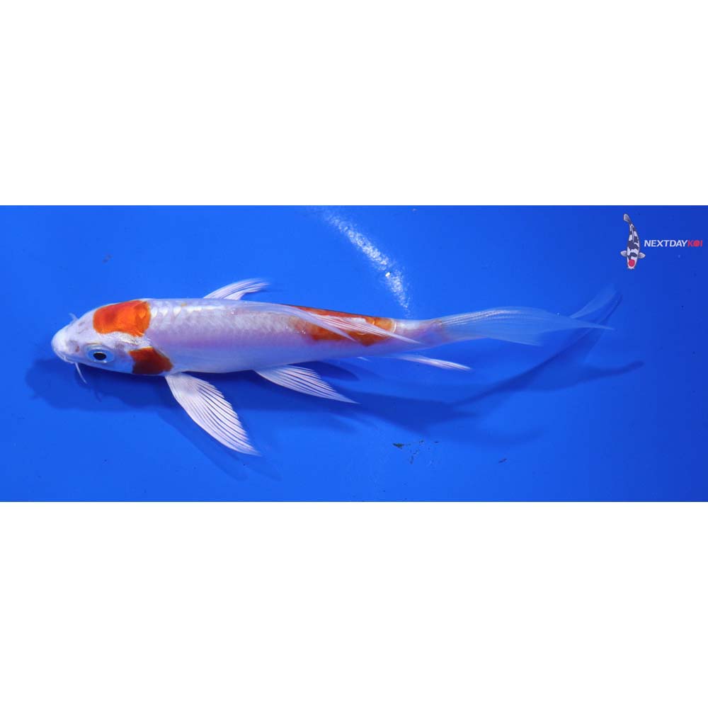 5” Imported Kikusui Butterfly Koi