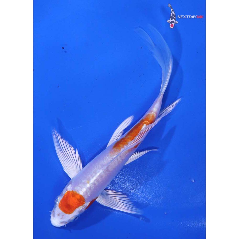 5” Imported Kikusui Butterfly Koi