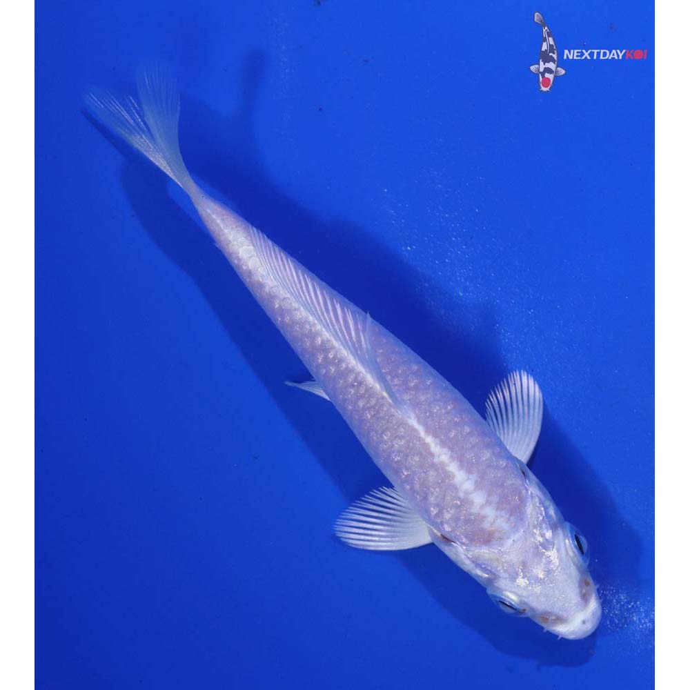 3” Imported Platinum Ogon