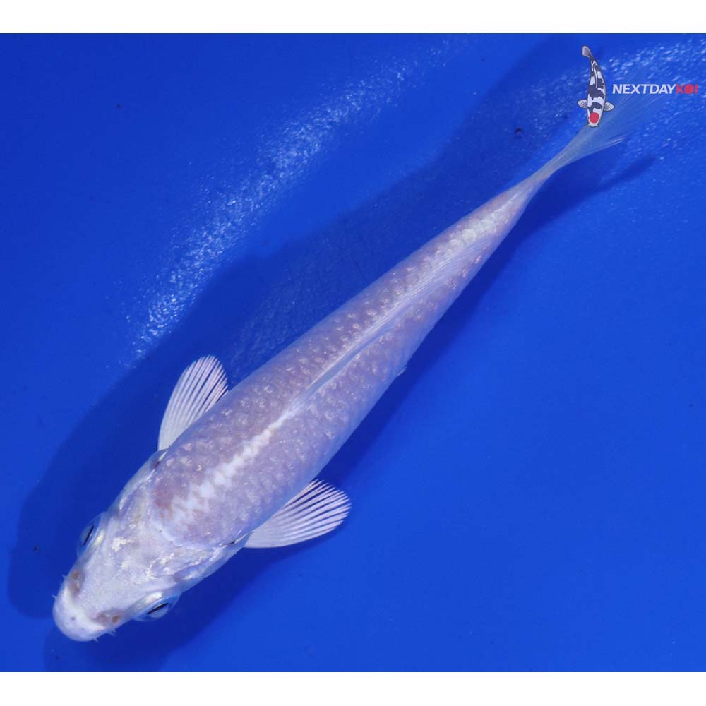 3” Imported Platinum Ogon