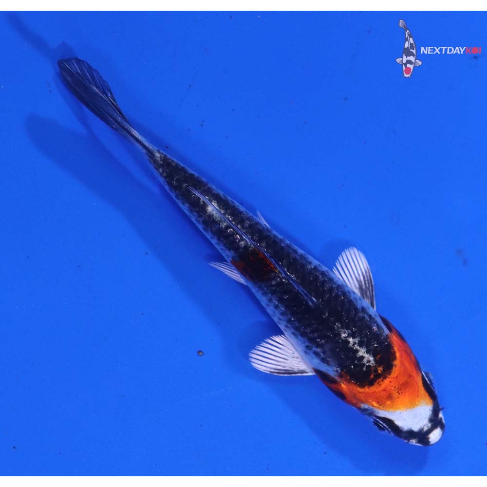 3” Imported Kujaku