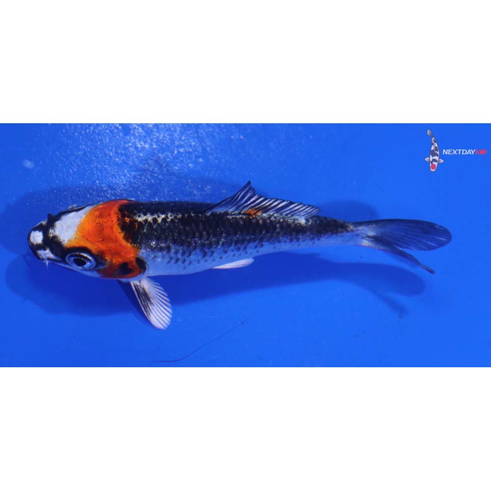 3” Imported Kujaku