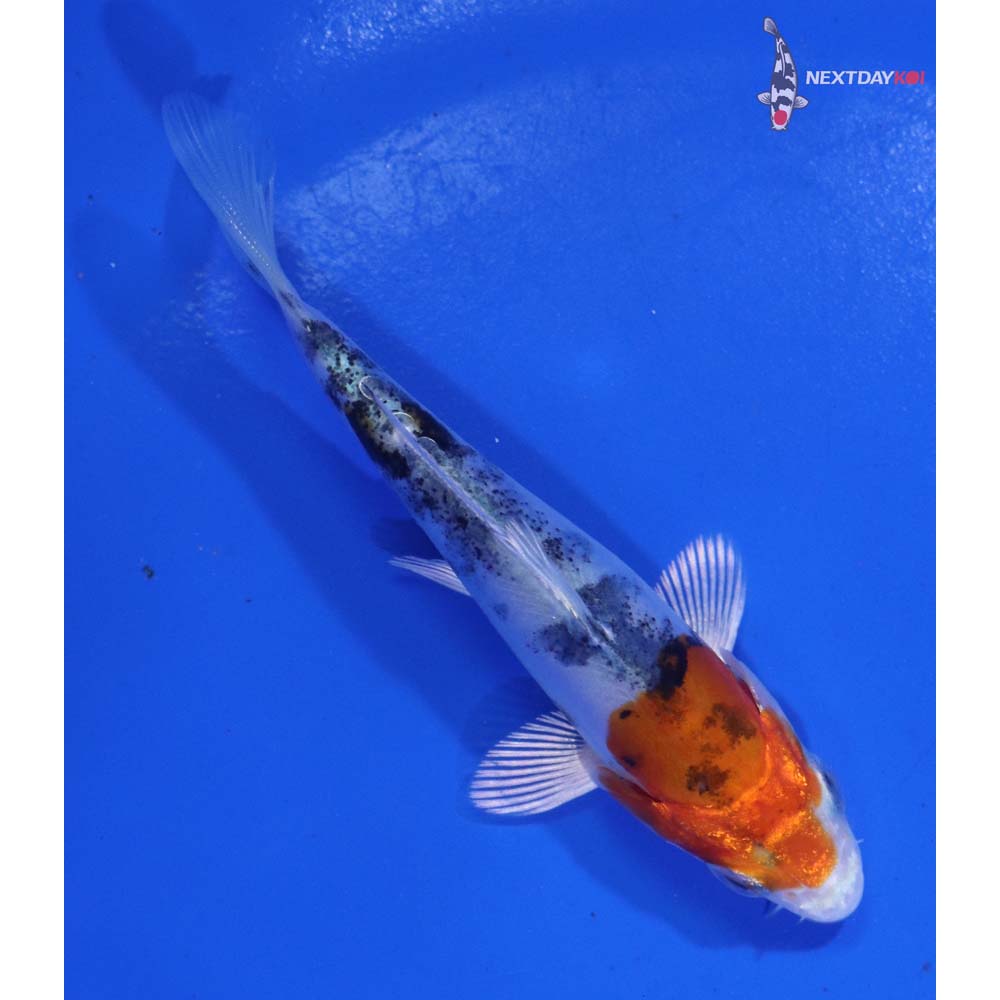 3.5” Imported Heisei Nishiki