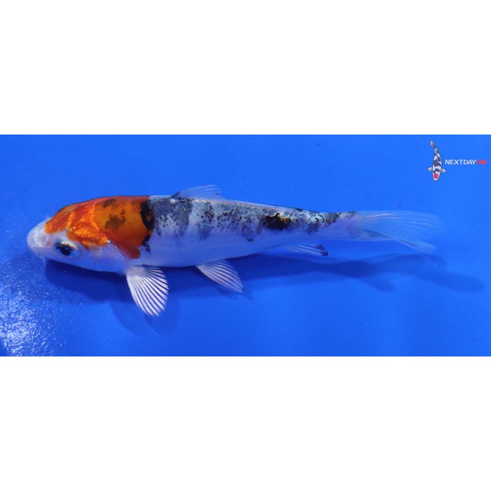 3.5” Imported Heisei Nishiki