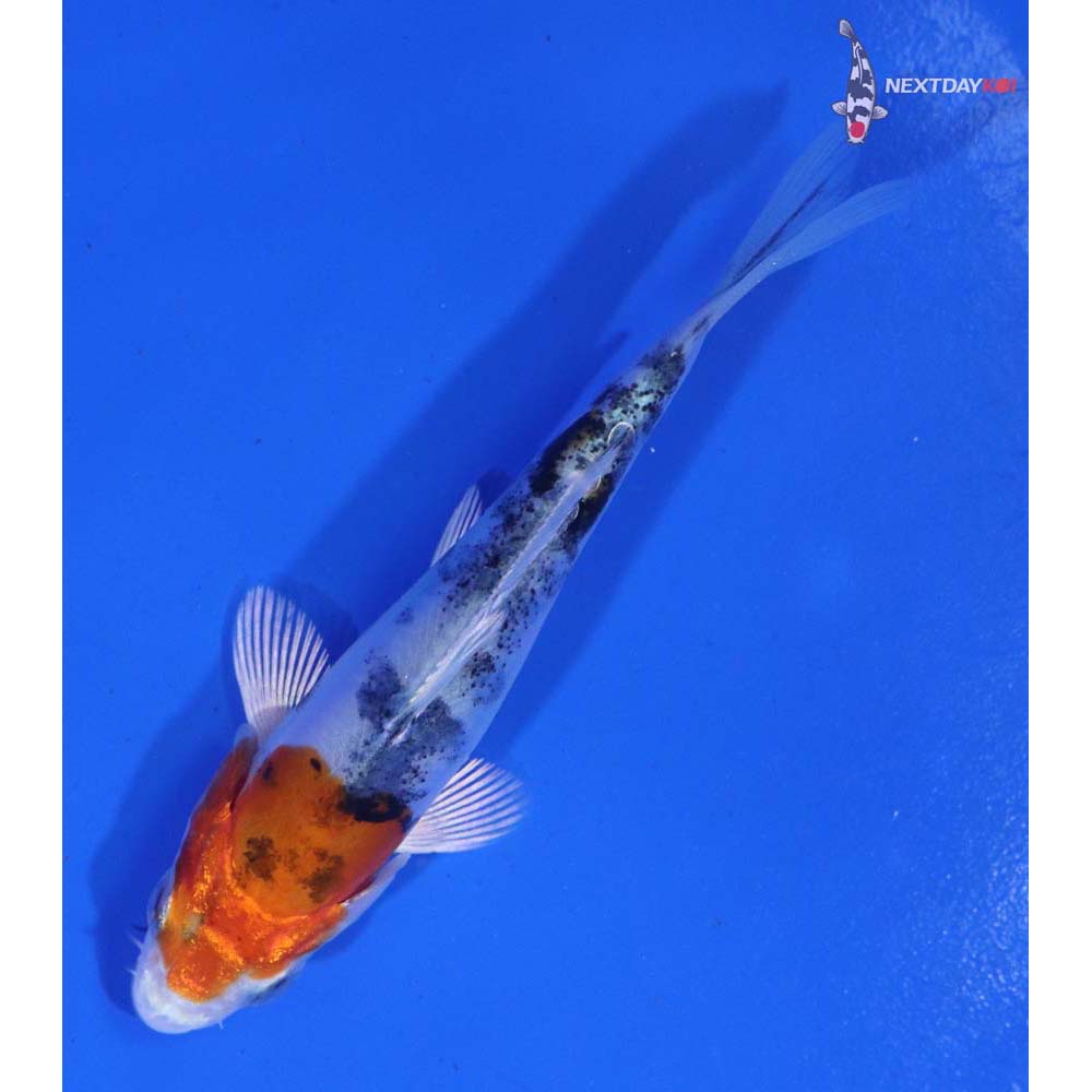 3.5” Imported Heisei Nishiki