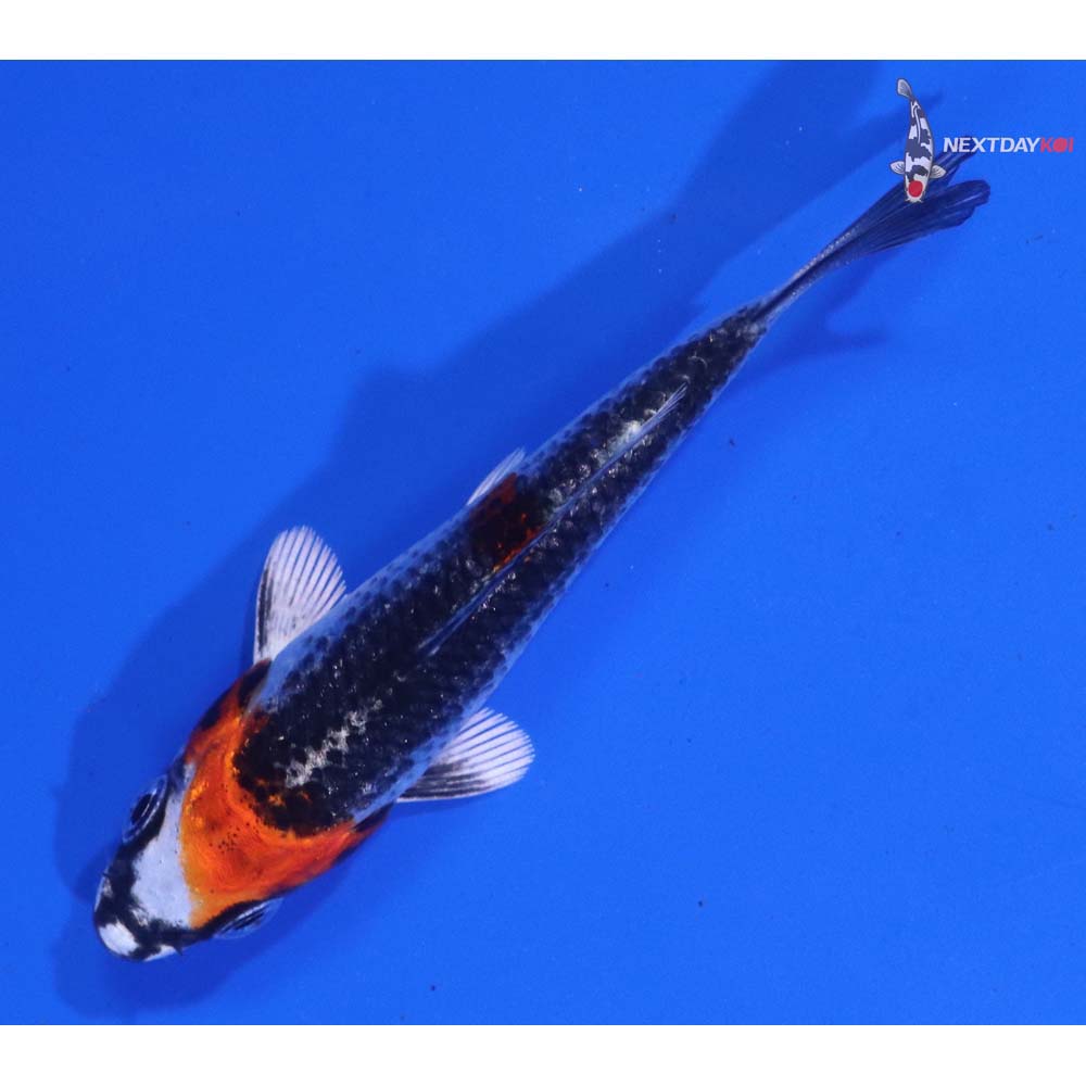 3” Imported Kujaku