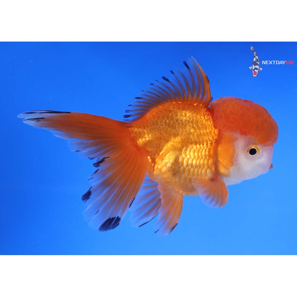 4.5” Imported Male Red and White Oranda