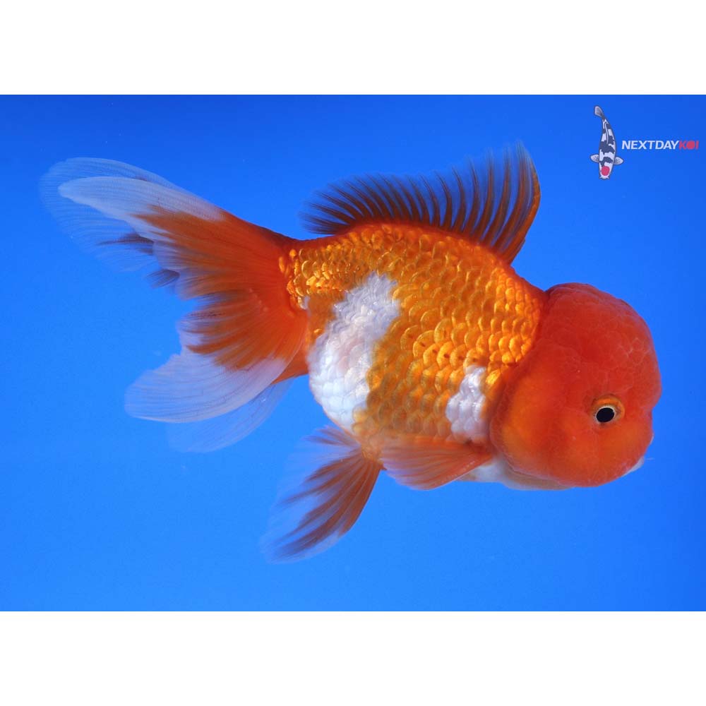 5” Imported Red and White Oranda