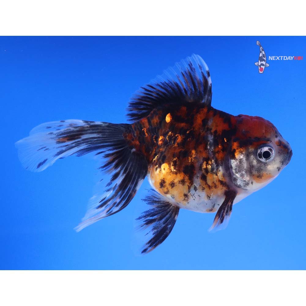 5” Imported Calico Oranda