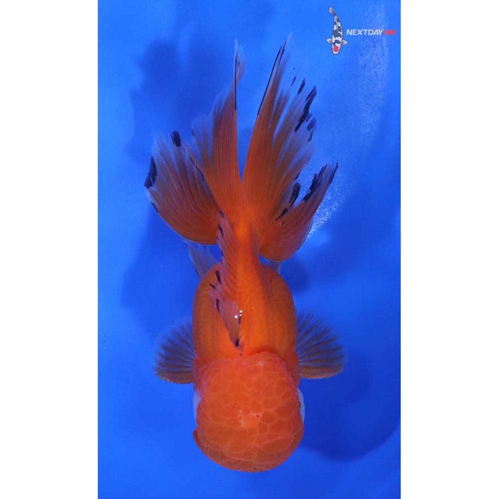 4.5” Imported Male Red and White Oranda