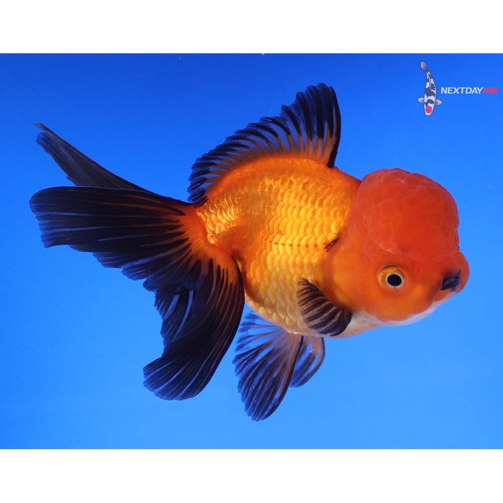 5” Imported Red and Black Oranda