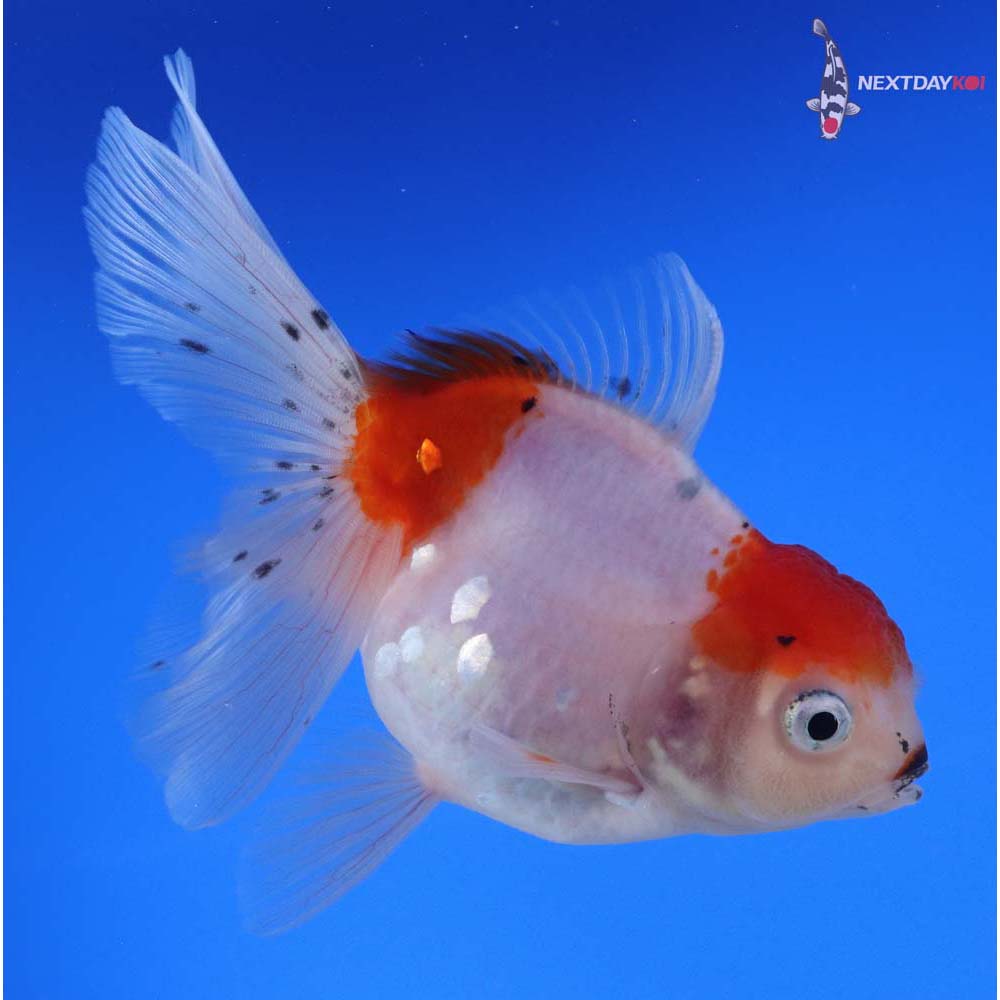5” Imported Calico Oranda