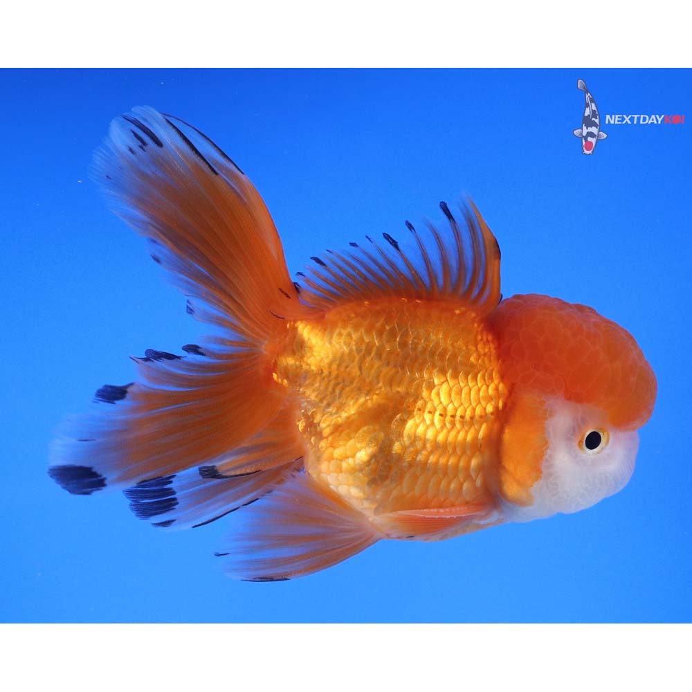4.5” Imported Male Red and White Oranda
