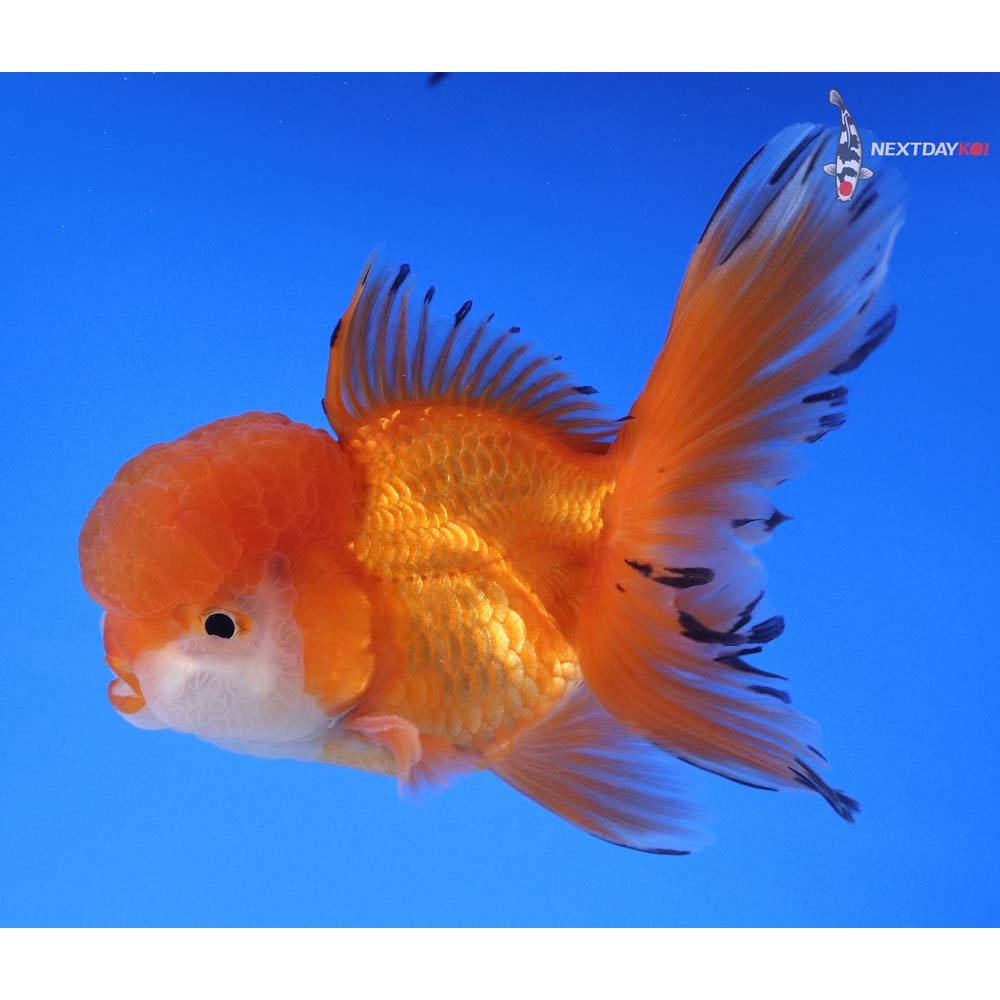 4.5” Imported Male Red and White Oranda
