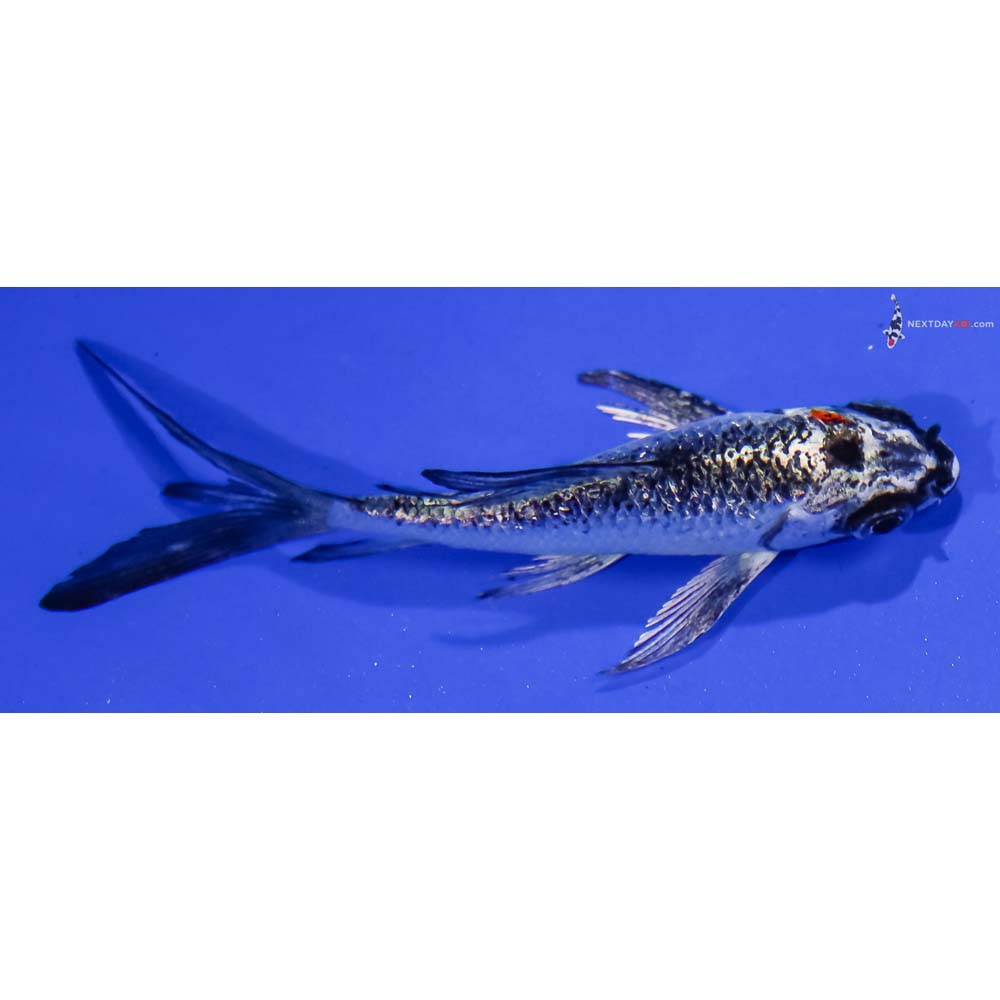 3.5” Imported Gin Rin Kujaku Butterfly Koi