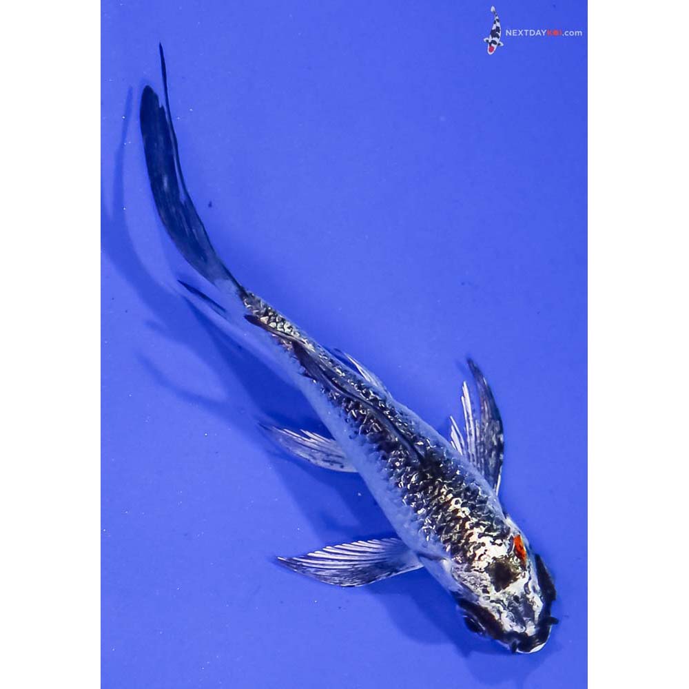 3.5” Imported Gin Rin Kujaku Butterfly Koi