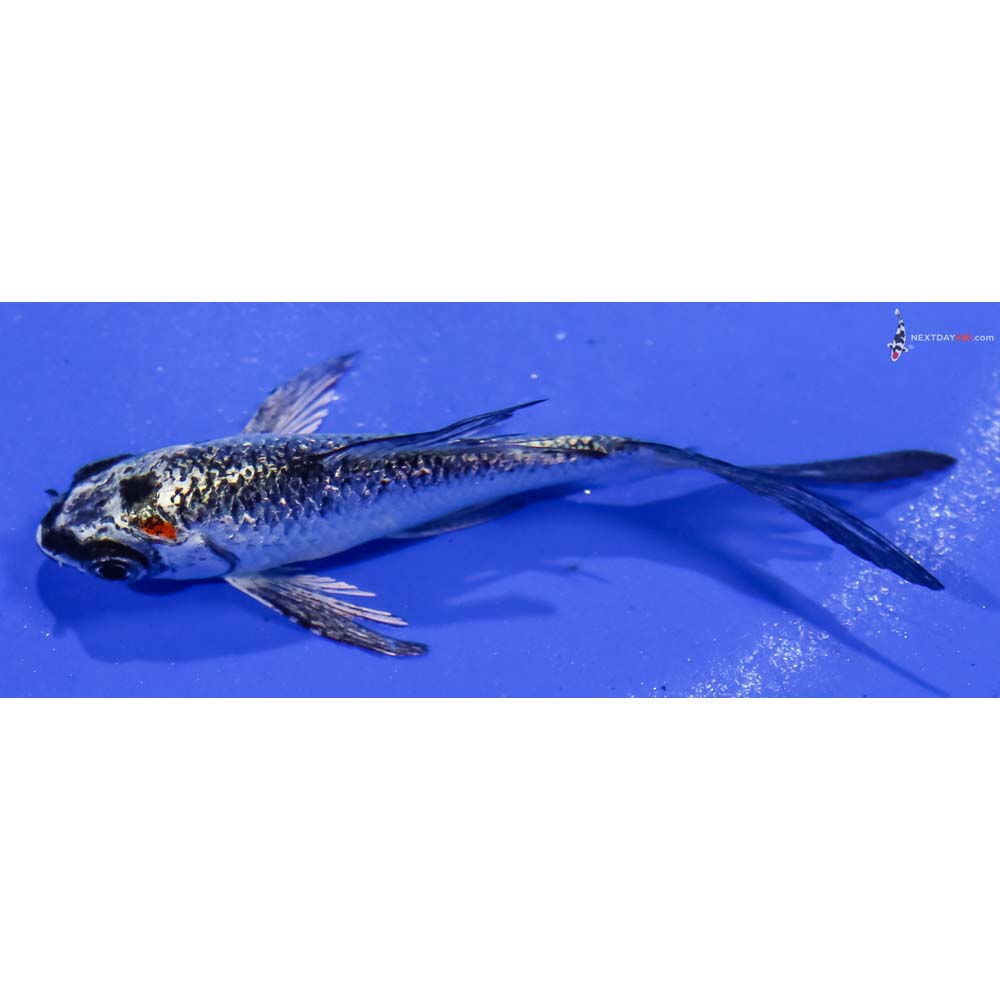 3.5” Imported Gin Rin Kujaku Butterfly Koi