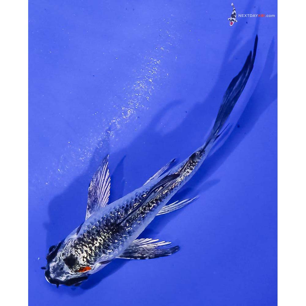3.5” Imported Gin Rin Kujaku Butterfly Koi