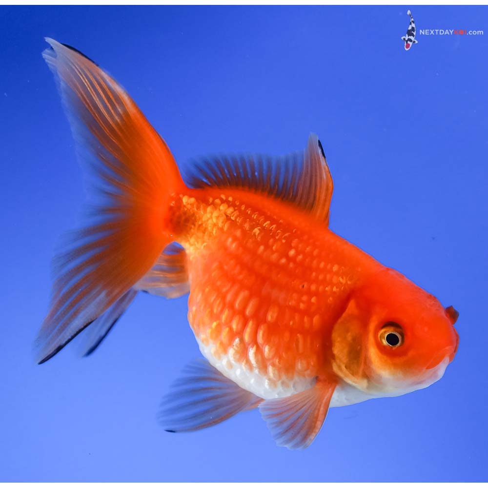 3.5” Imported Red and White Pearlscale