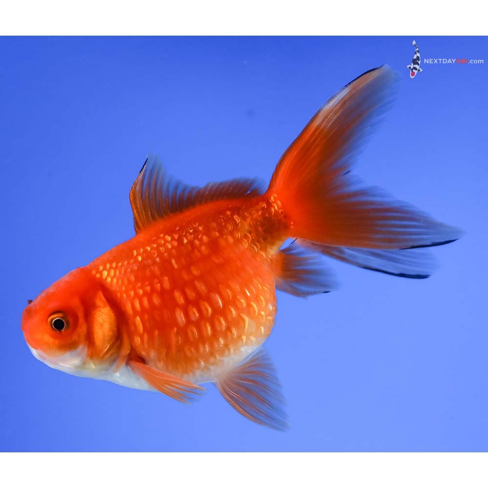 3.5” Imported Red and White Pearlscale