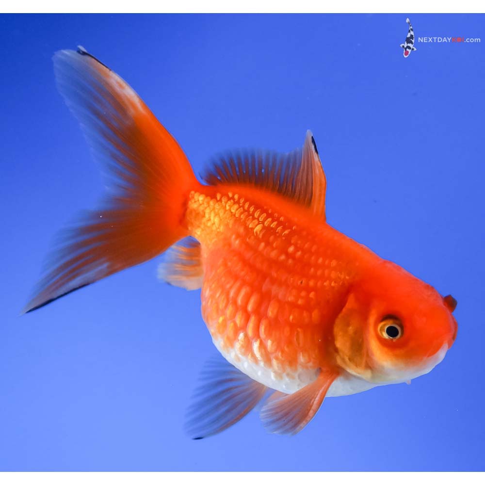 3.5” Imported Red and White Pearlscale