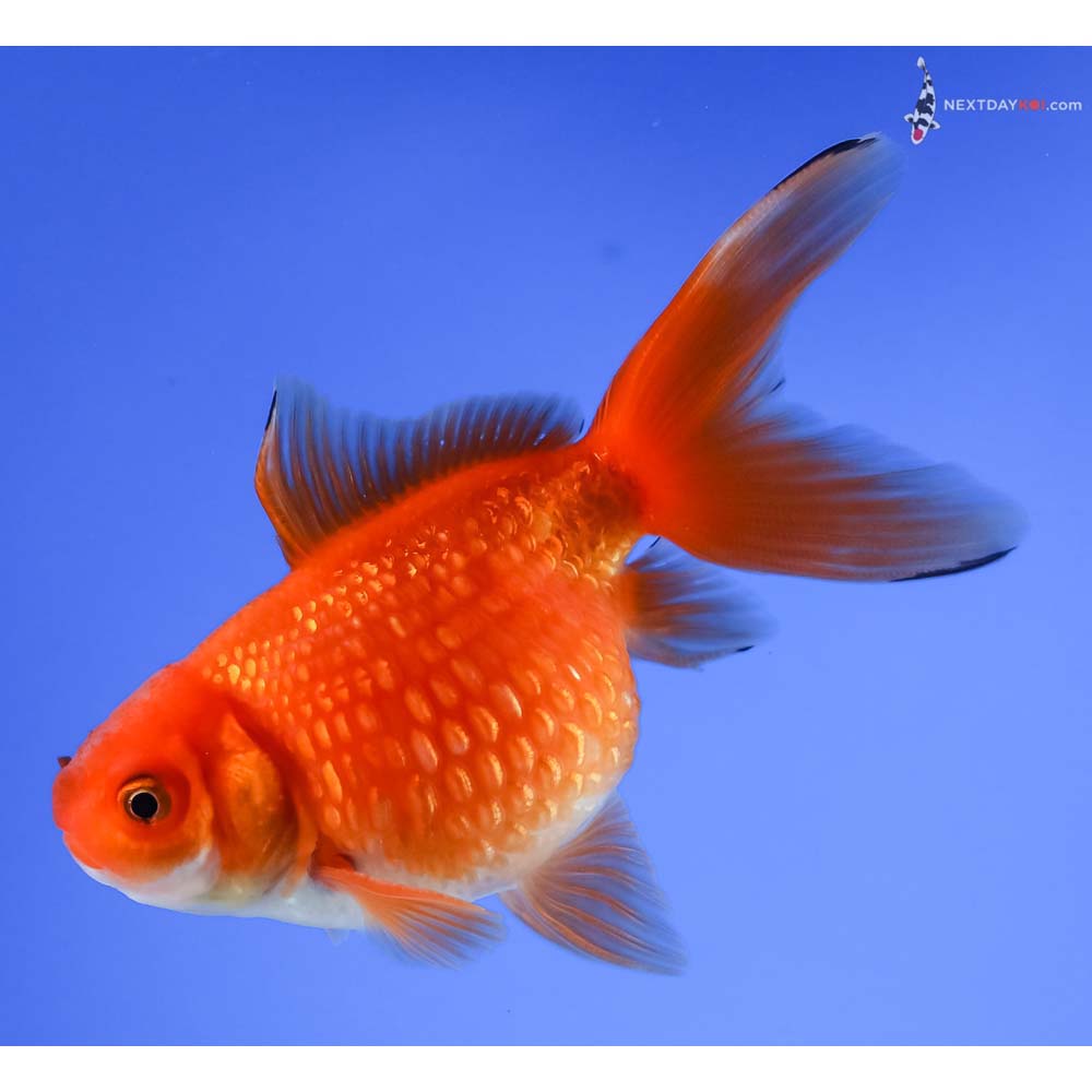 3.5” Imported Red and White Pearlscale