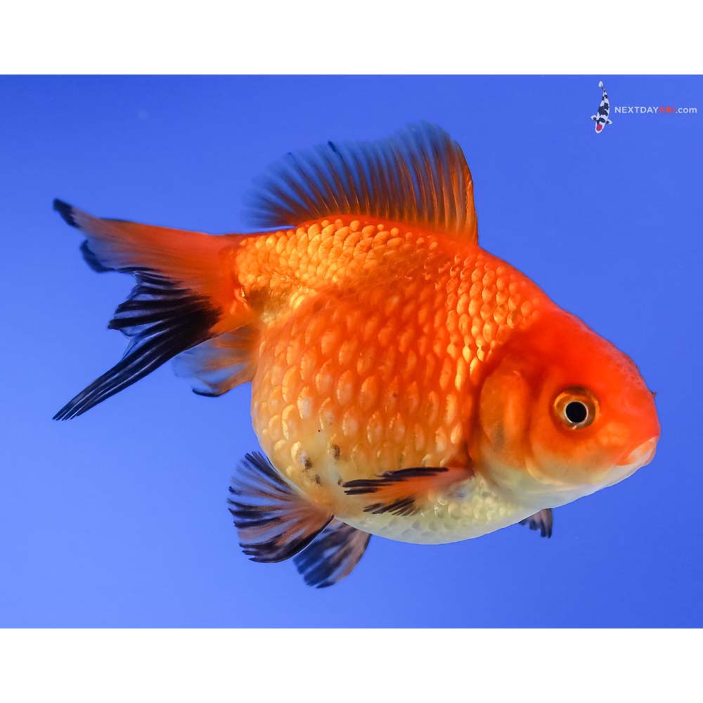 3.5” Imported Red and Black Pearlscale